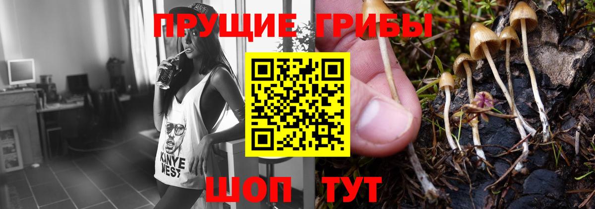 Галлюциногенные грибы Psilocybe  Вход с VPN  Мурино 